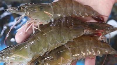 놓치면 후회! 왕새우 1kg 역대급 할인 후기🦐